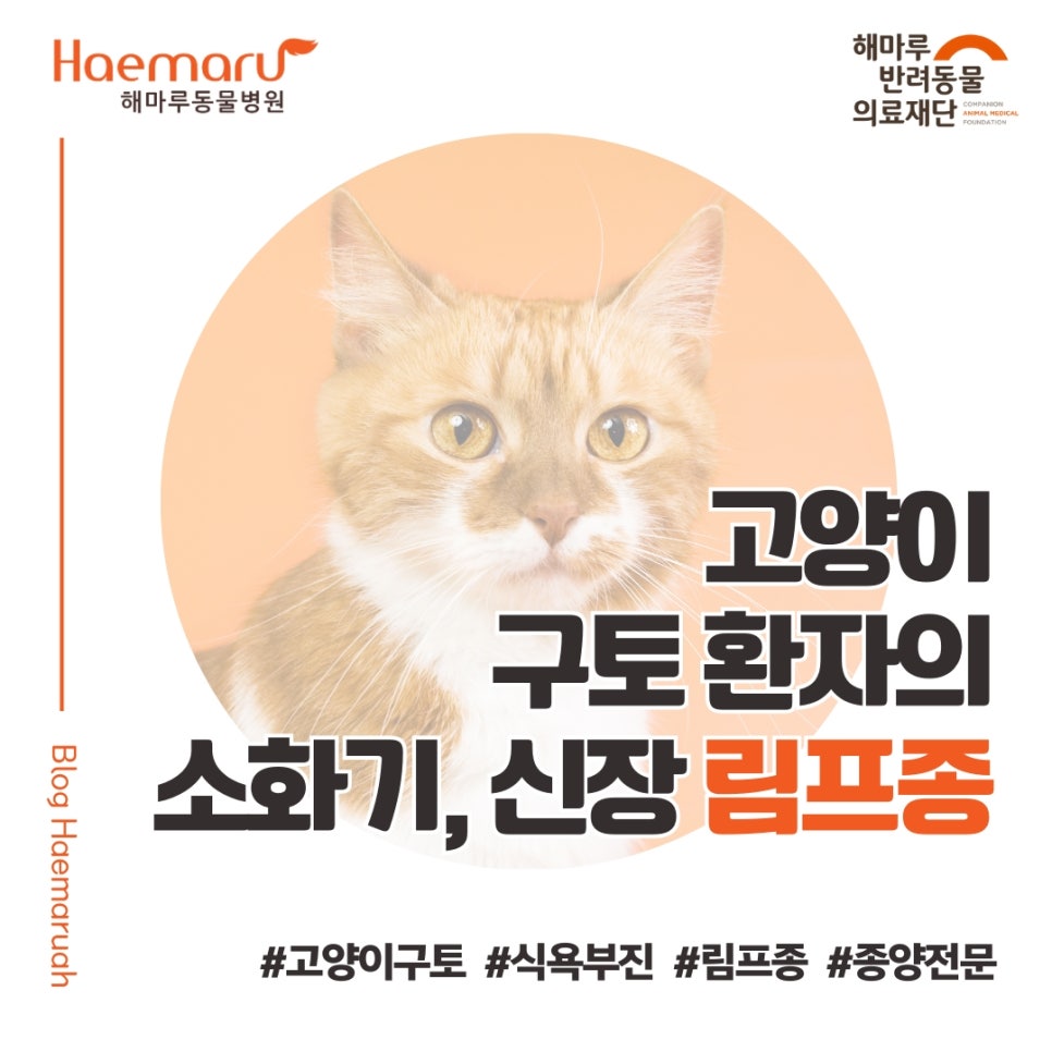 진료케이스 이미지