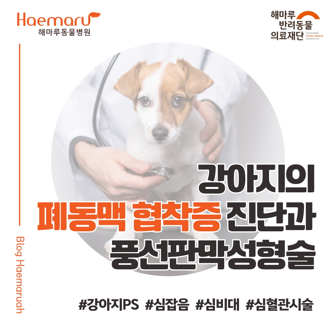 진료케이스 이미지