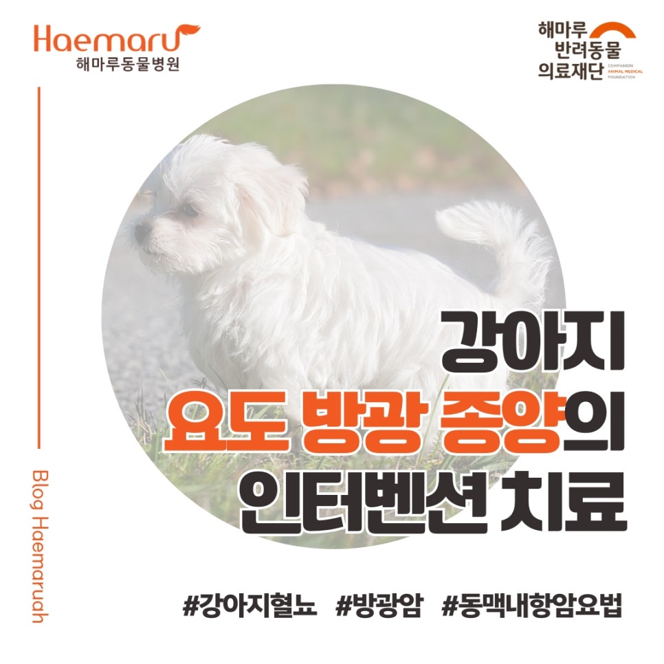진료케이스 이미지