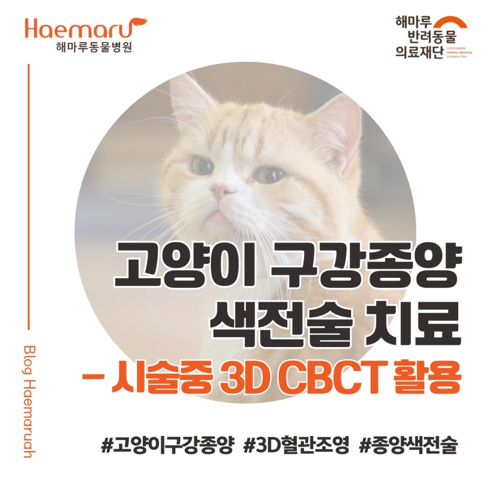 진료케이스 이미지