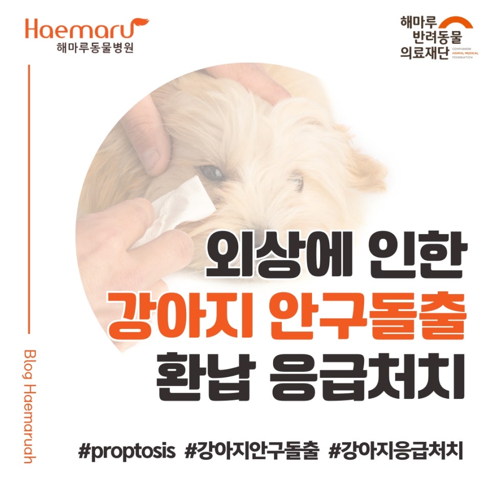 진료케이스 이미지