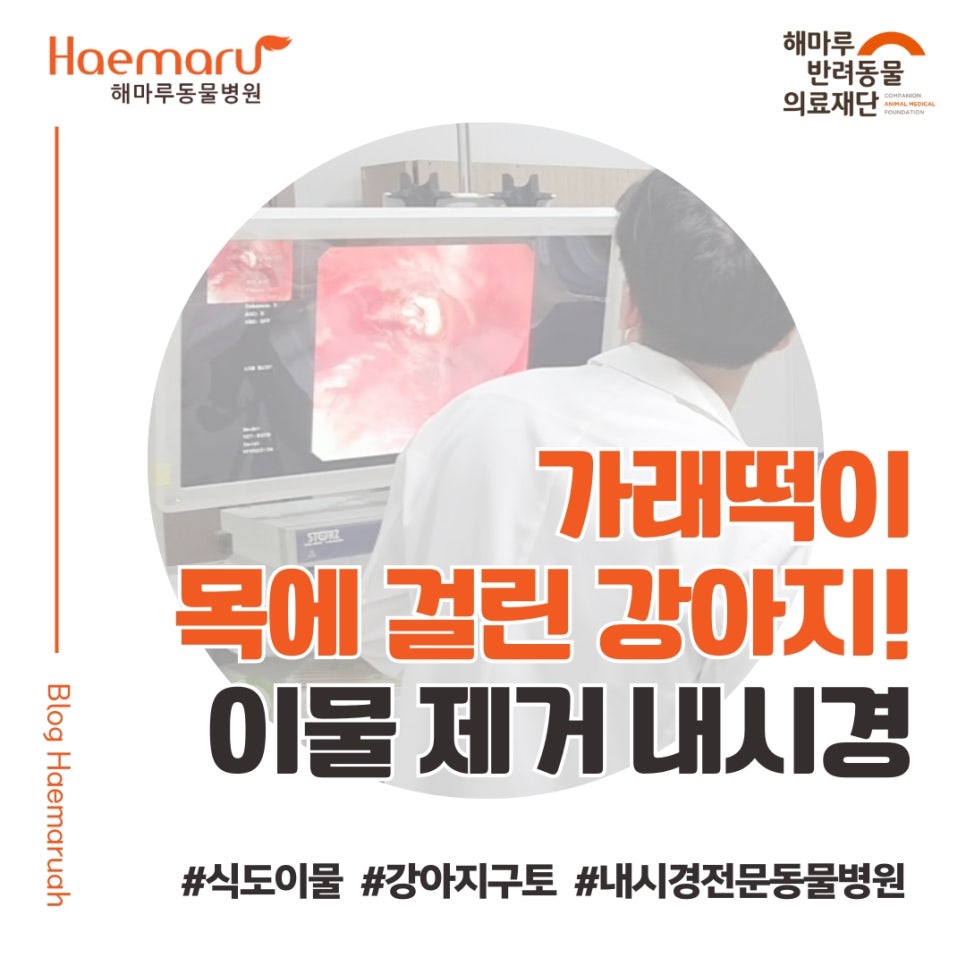 진료케이스 이미지