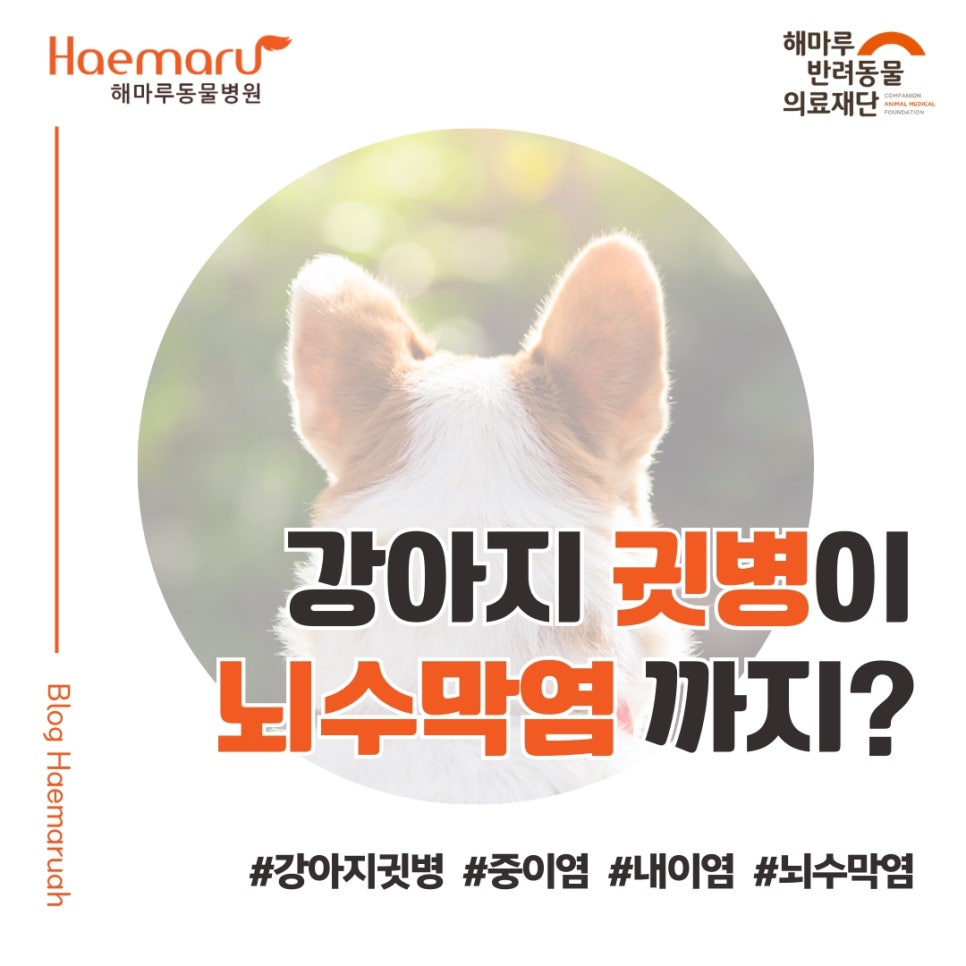 진료케이스 이미지