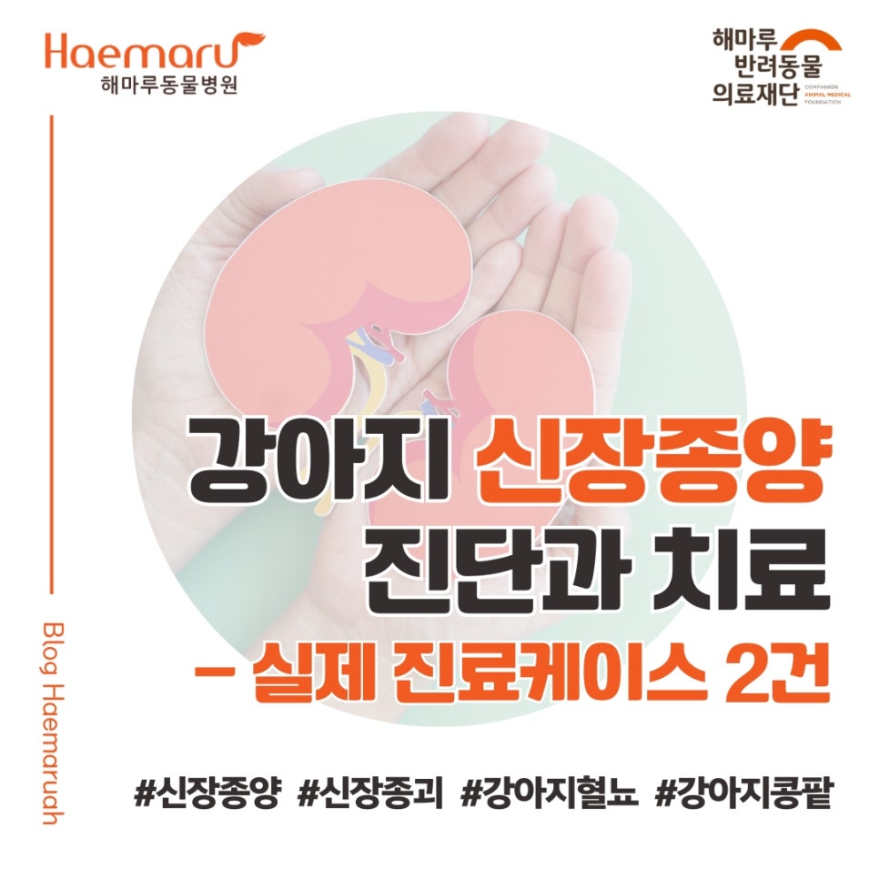 진료케이스 이미지