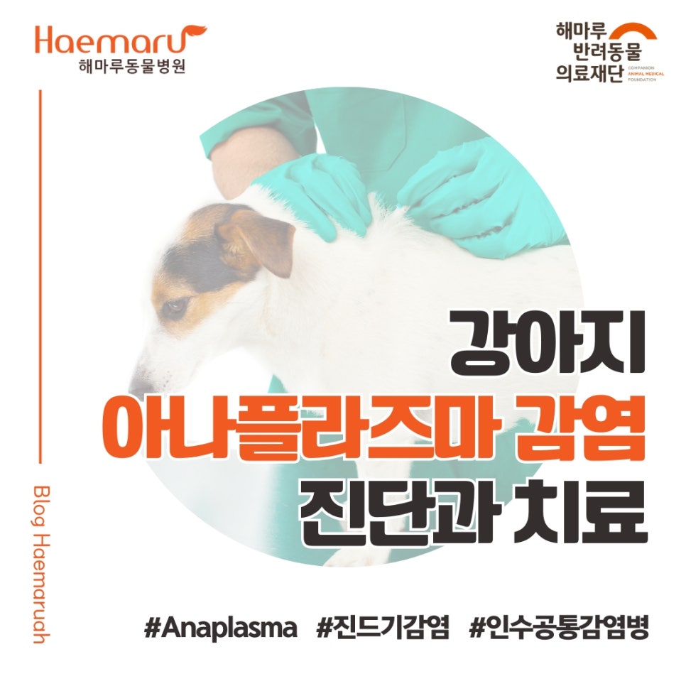 진료케이스 이미지