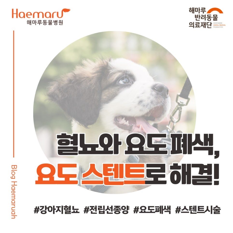 진료케이스 이미지