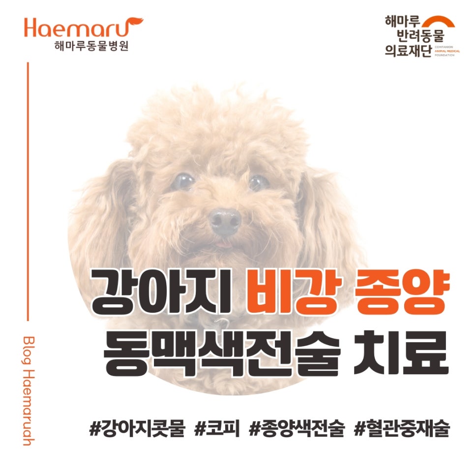 강아지 비강 종양 동맥색전술 치료 사례 - 콧물, 코피 증상 보이는 10살 노령견 썸네일