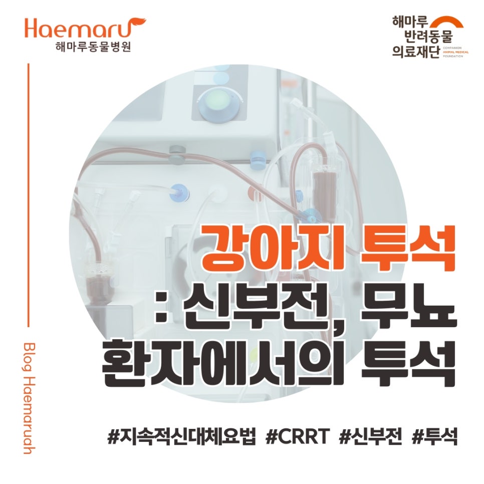 진료케이스 이미지