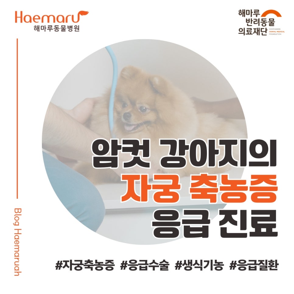 진료케이스 이미지