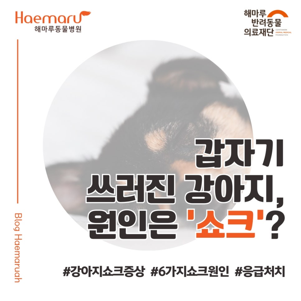 진료케이스 이미지
