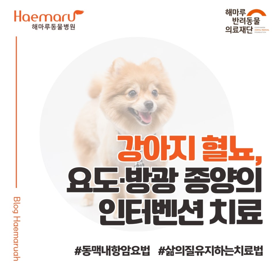 진료케이스 이미지