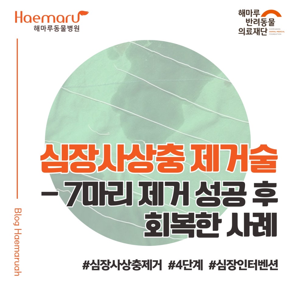 진료케이스 이미지