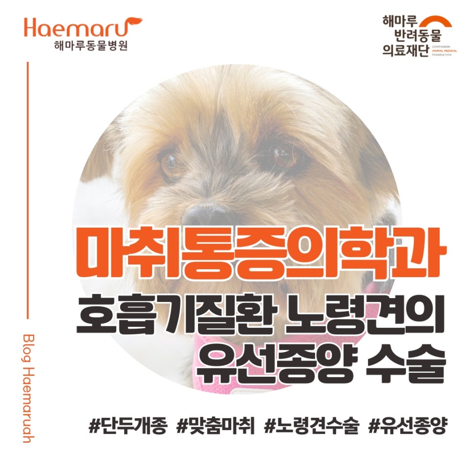 [마취통증의학과 수의사가 전하는] 14세 호흡기 질환 노령견도 안전하게! 유선종양 수술 사례 썸네일