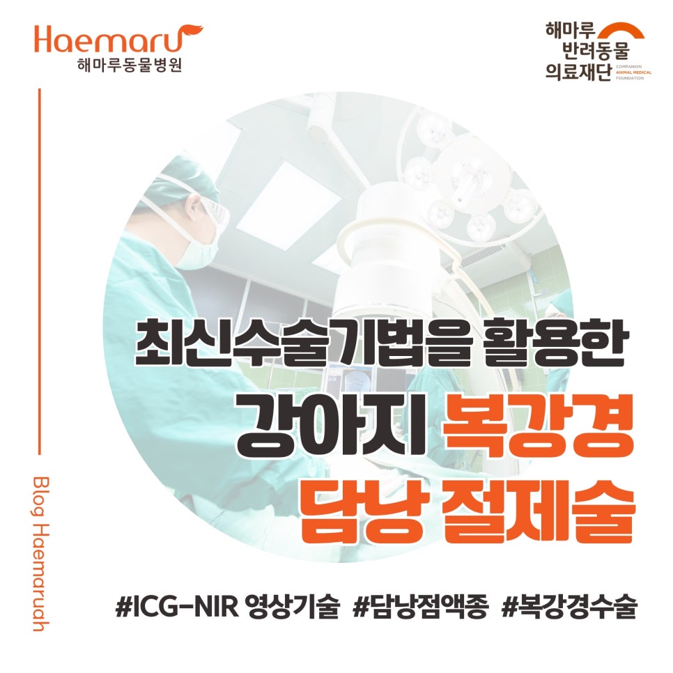 [최신 수술기법] ICG-NIR 영상기술을 활용한 강아지 복강경 담낭 절제술 및 담도 개통성 평가 썸네일