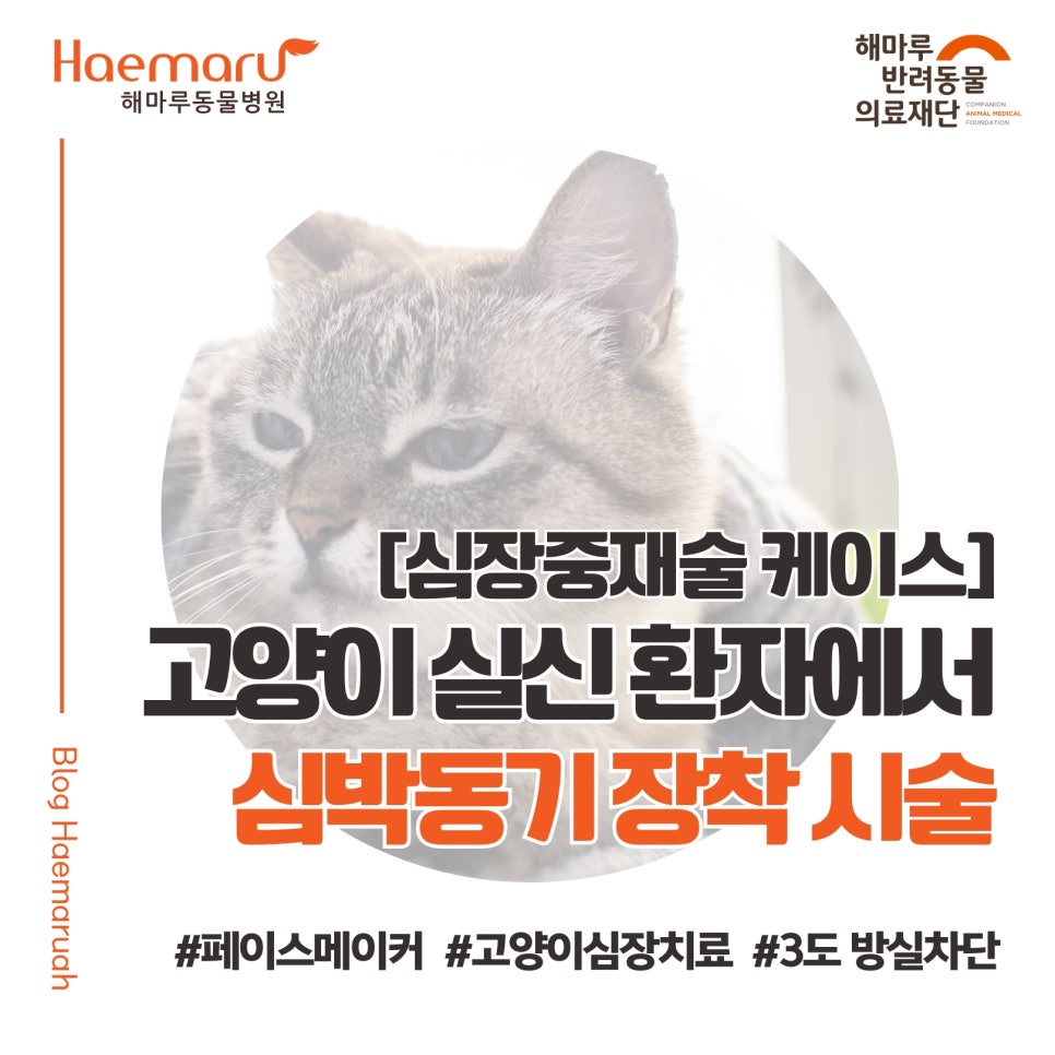 [고양이 심박동기 장착 사례] 실신을 반복하던, 3도 방실 차단 부정맥 고양이의 생명을 살린 페이스메이커 시술 썸네일