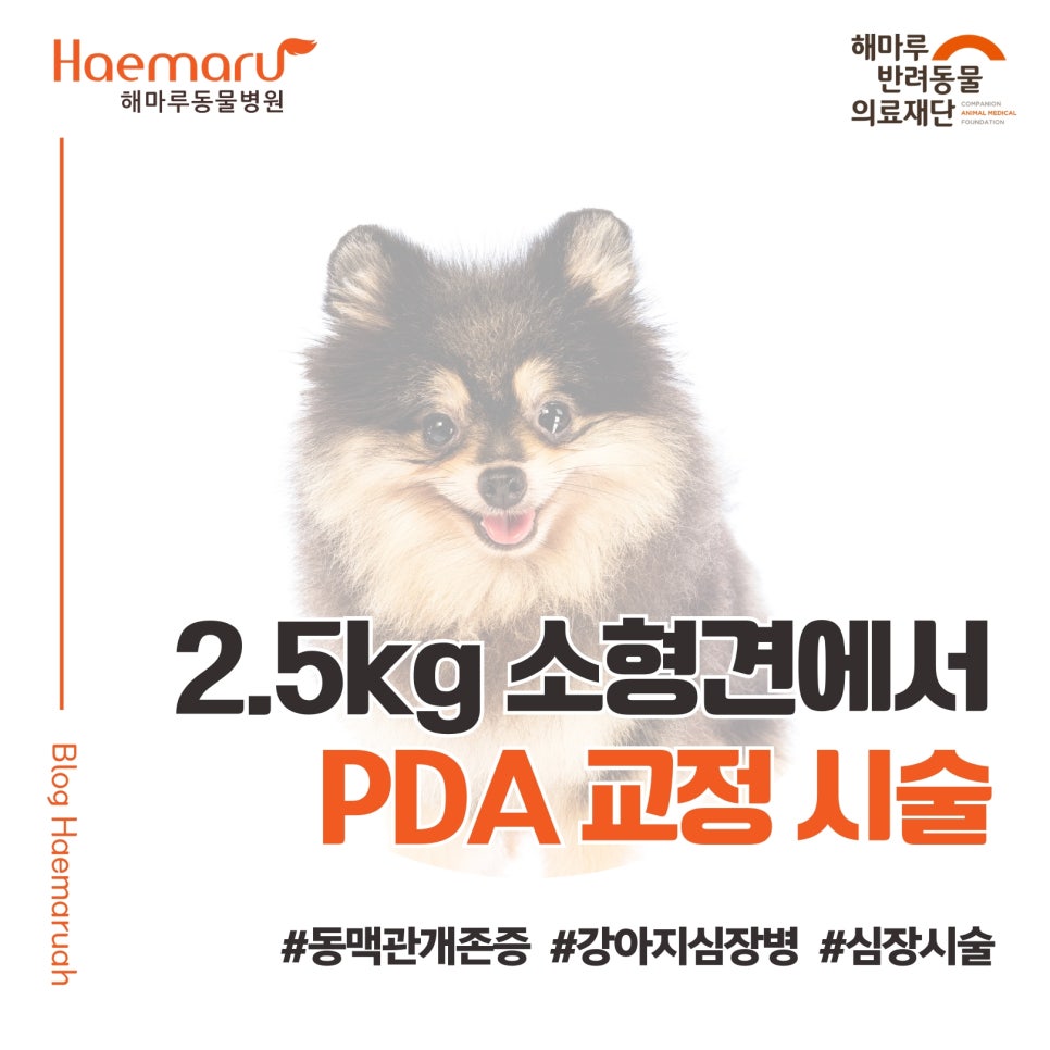 작은 심장을 살린 큰 기술, 2.5kg 소형견(포메라니안)에서 PDA ACDO 시술 사례 썸네일