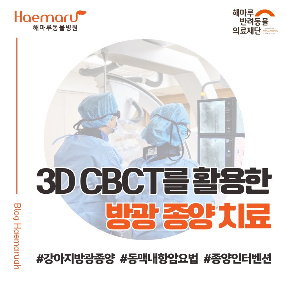 강아지 방광 종양, 수술 없이 치료할 수 있을까? 3D CBCT를 활용한 동맥 내 항암요법 치료 썸네일