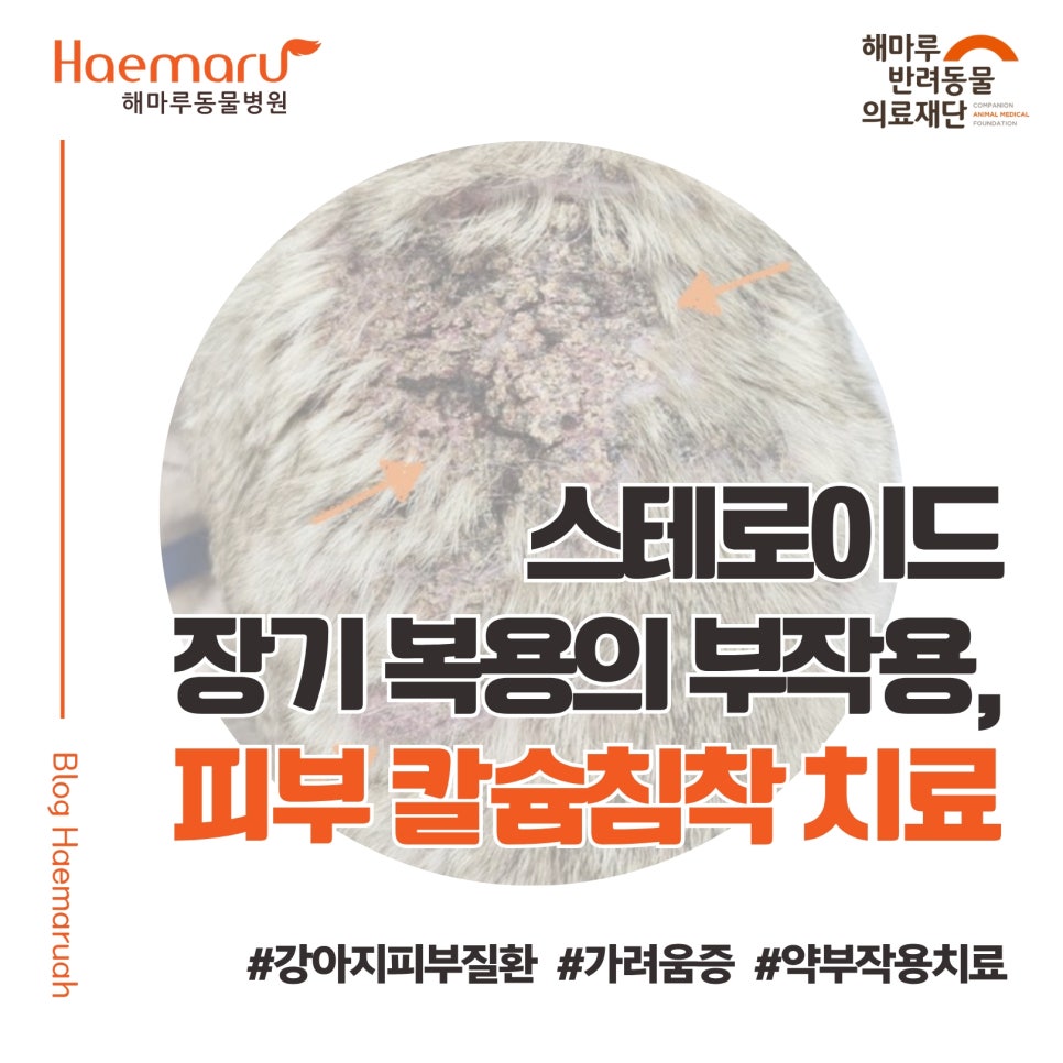 강아지 스테로이드 장기 복용의 부작용, 피부 칼슘침착 치료 사례 - 8살 퍼그의 이야기 썸네일