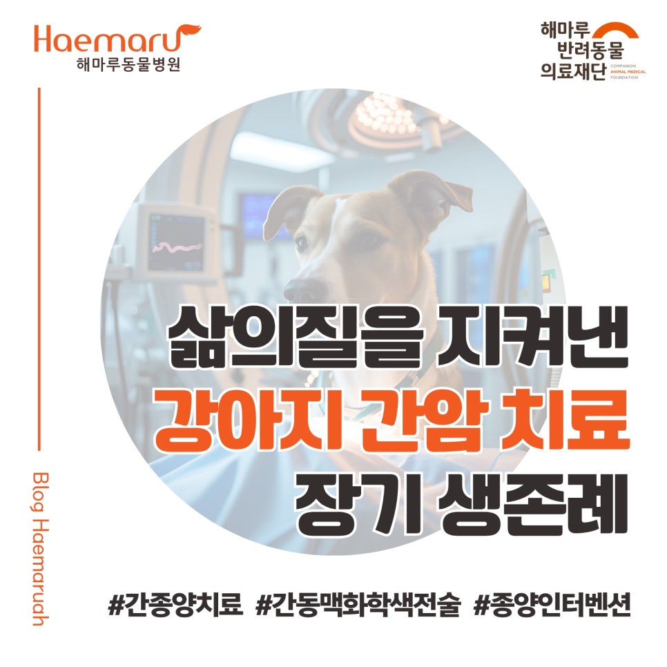강아지 간암 치료) 3회의 간동맥 화학색전술로 삶의 질을 유지한 12세 간종양 강아지 환자의 장기 생존례 썸네일