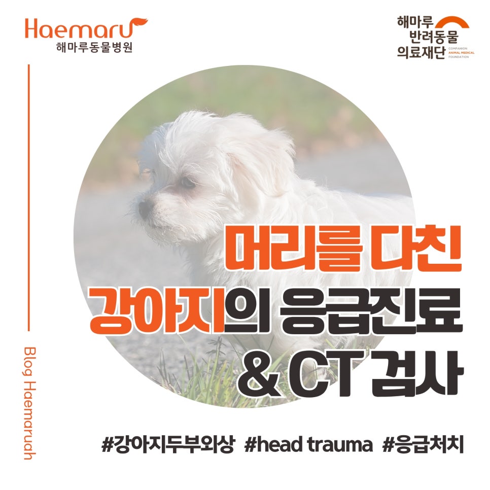 강아지 머리 부딪힘, 뇌출혈 위험? 두부 외상 환자의 응급진료 CT 검사 사례 썸네일