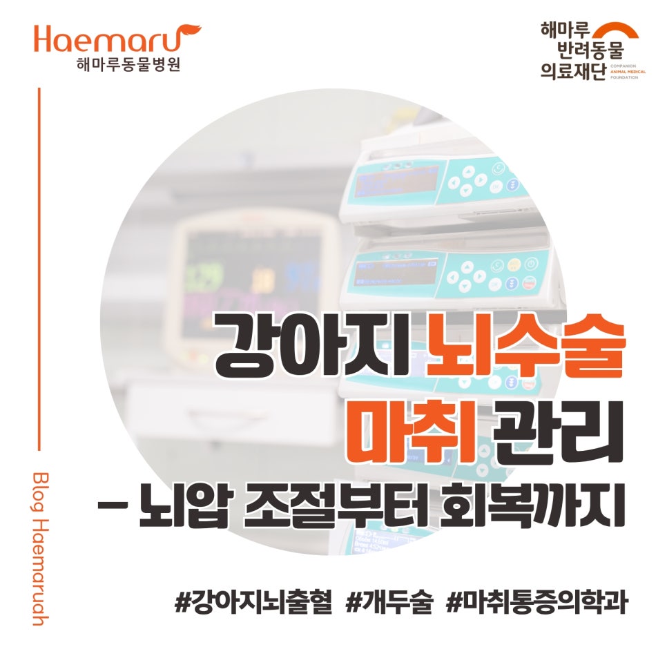 강아지 뇌수술 마취 관리) 뇌압 조절부터 회복까지, 생명을 살리는 마취의 역할 썸네일
