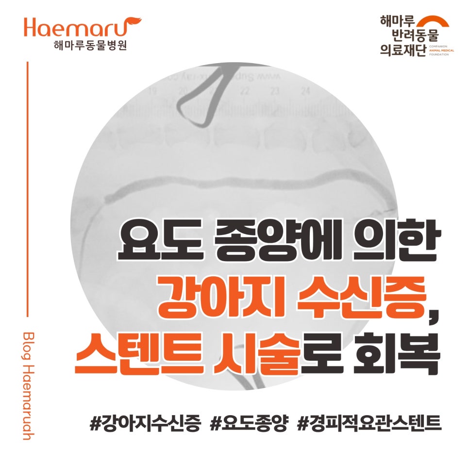 강아지 요도 종양으로 인한 수신증, '경피적 요관 스텐트' 시술로 회복(percutaneous ureteral stent) 썸네일