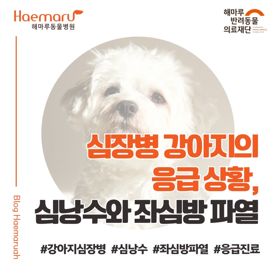 진료케이스 이미지