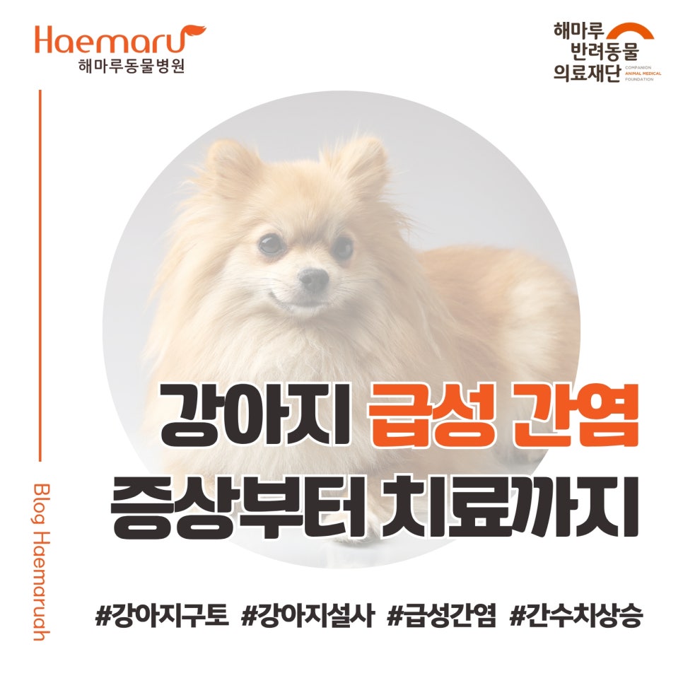 진료케이스 이미지