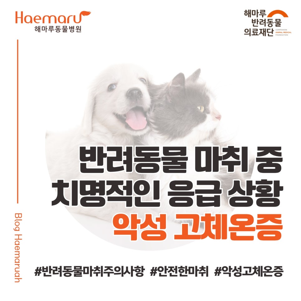 진료케이스 이미지