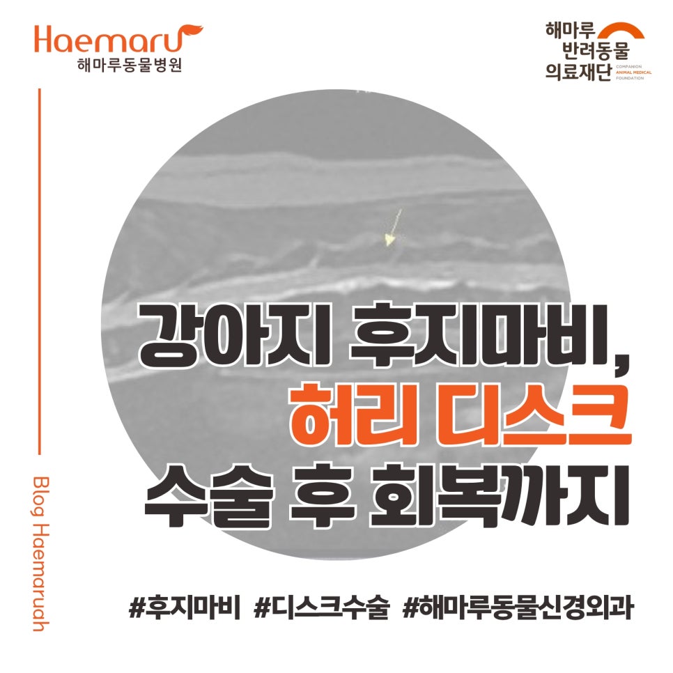 진료케이스 이미지