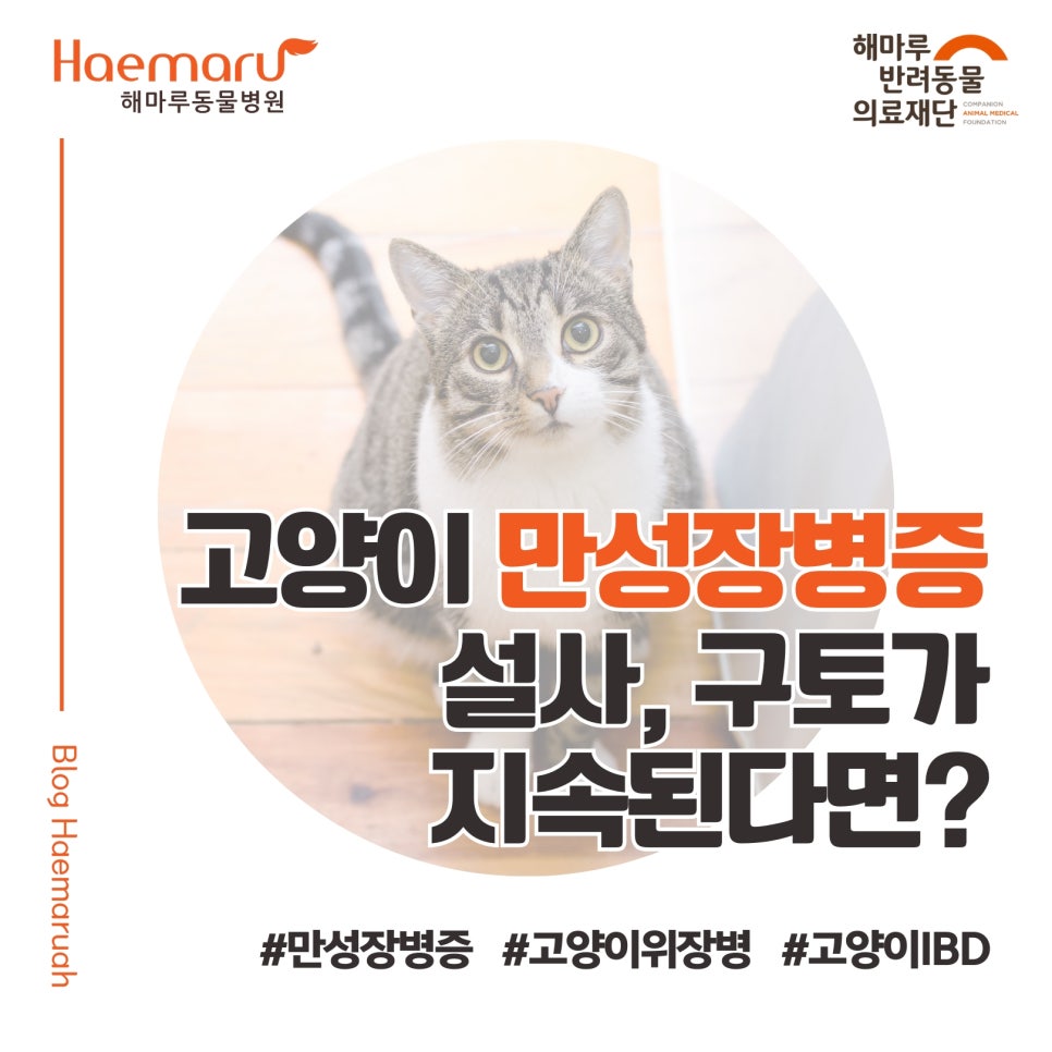진료케이스 이미지