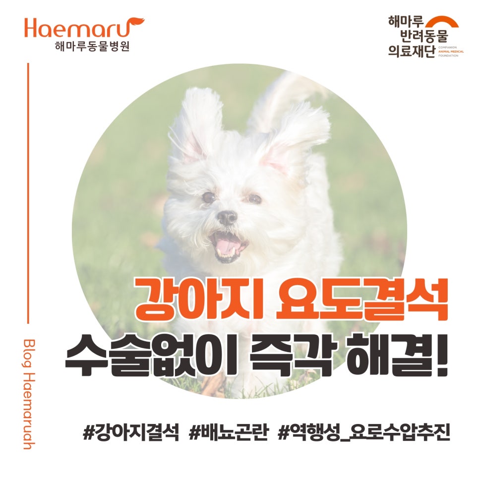 진료케이스 이미지