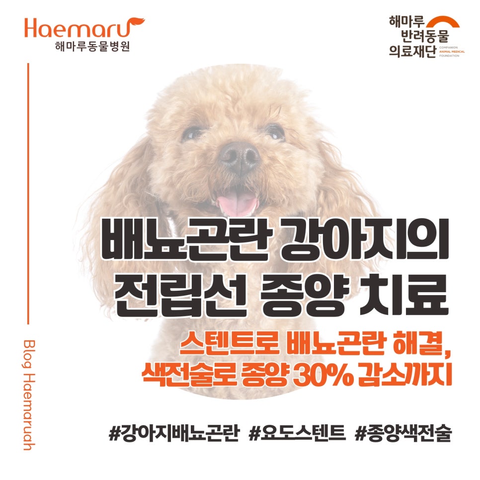 진료케이스 이미지