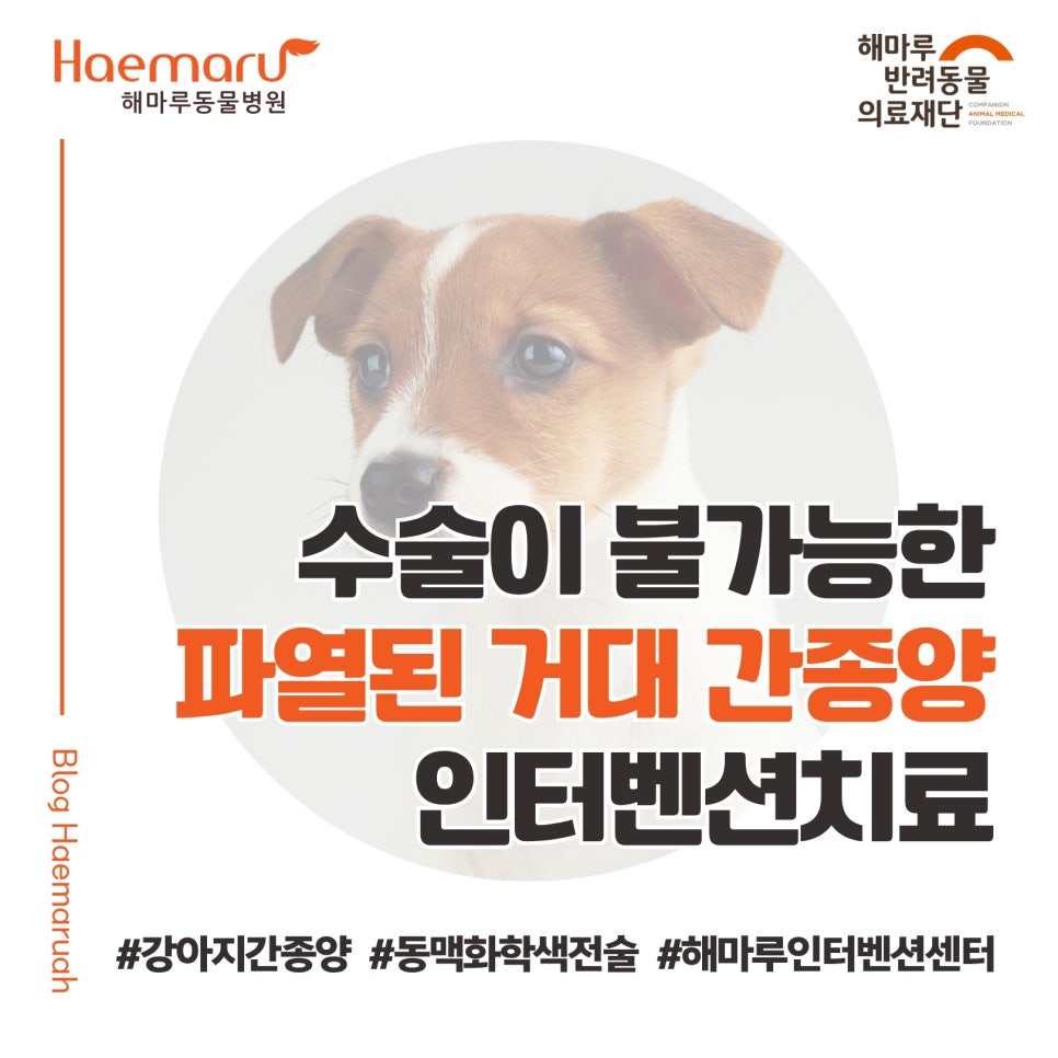 진료케이스 이미지