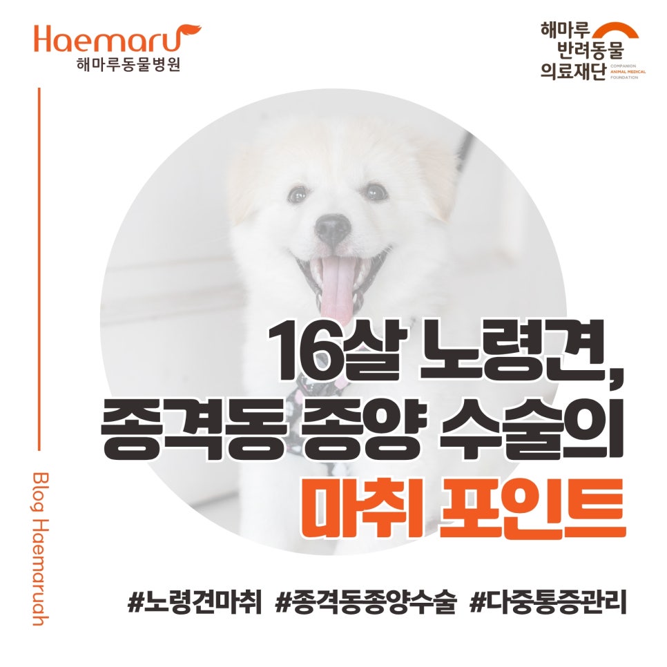 16살 노령견, 종격동 종양 수술의 마취 포인트: 국소마취와 카테터로 통증 최소화 썸네일