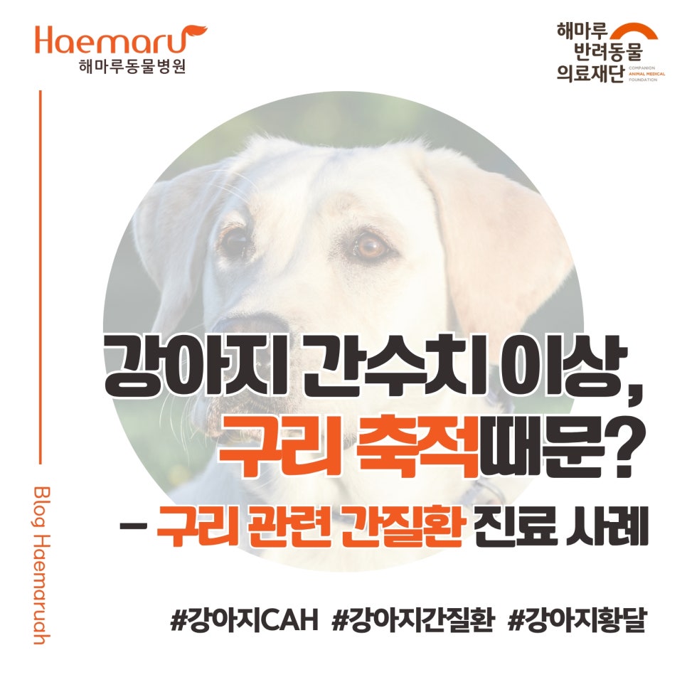 진료케이스 이미지