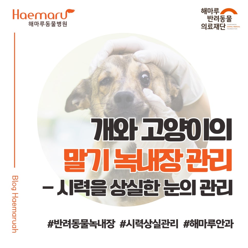 진료케이스 이미지