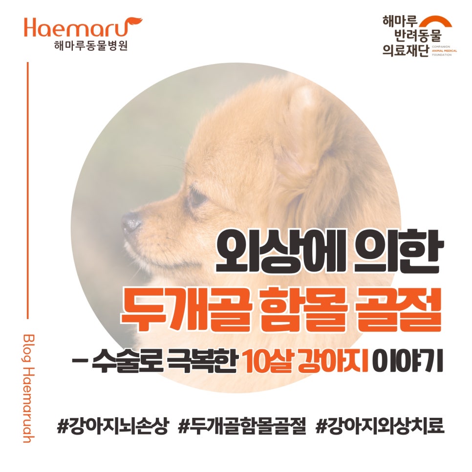 진료케이스 이미지