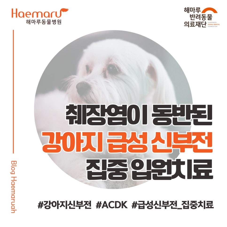 진료케이스 이미지