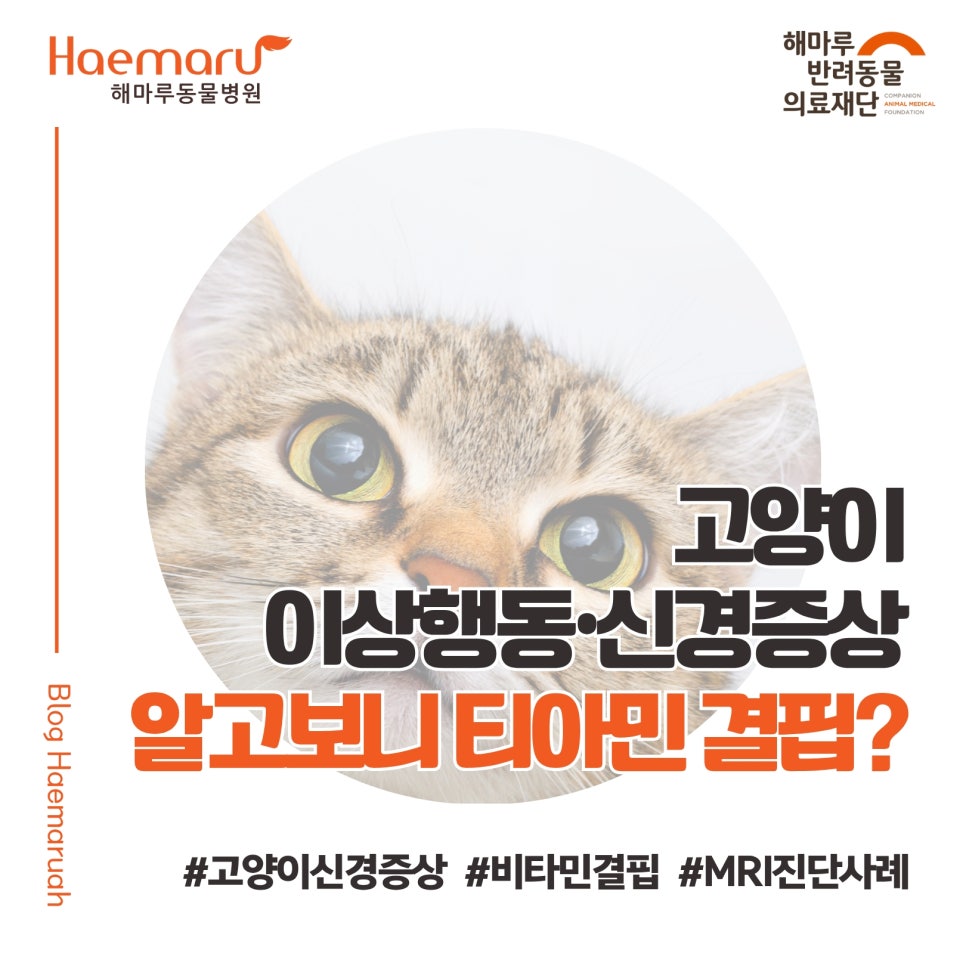 진료케이스 이미지