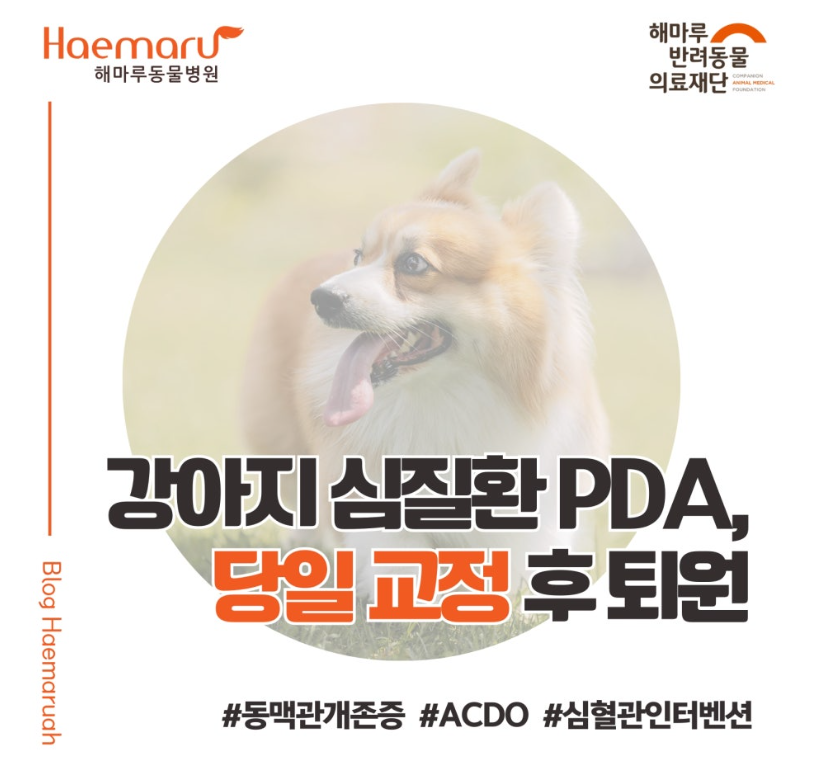 진료케이스 이미지