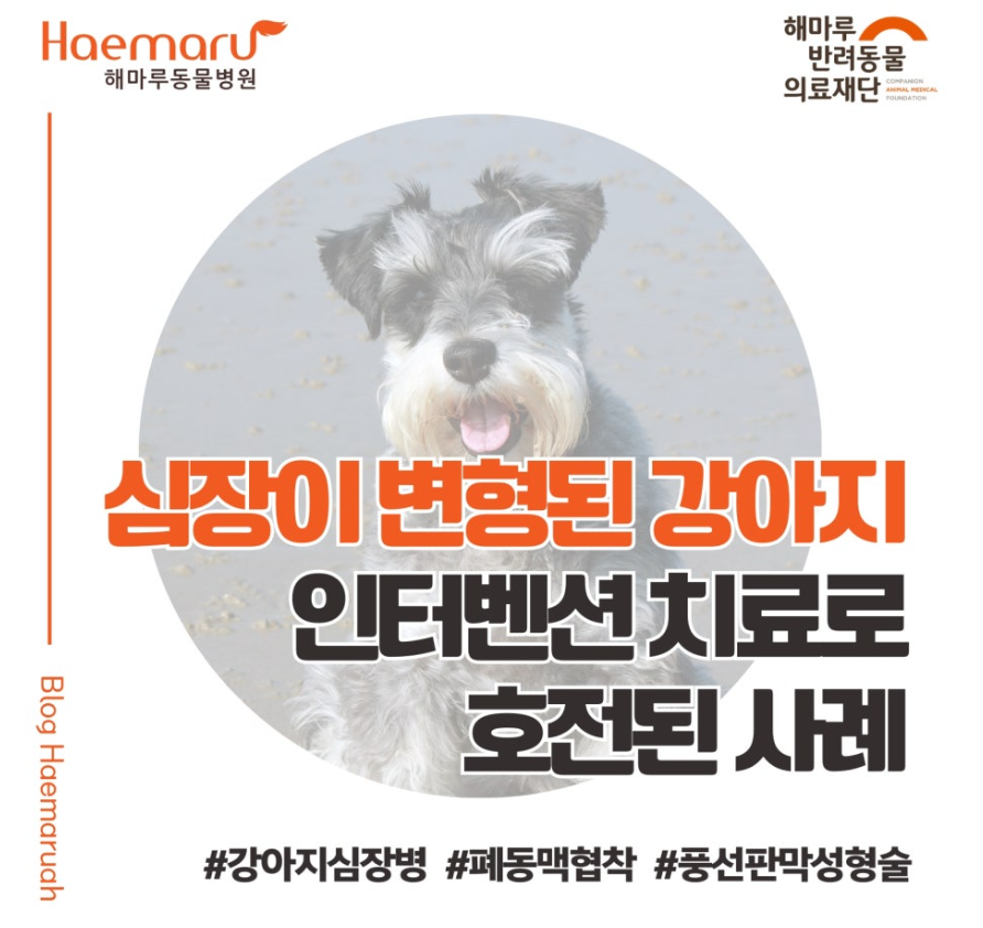 진료케이스 이미지