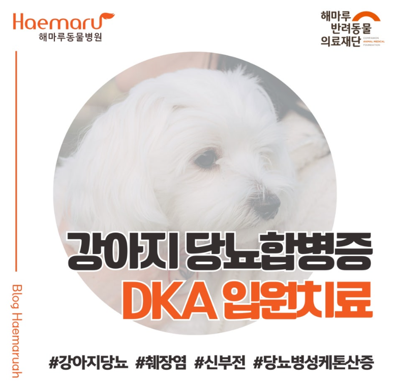 진료케이스 이미지