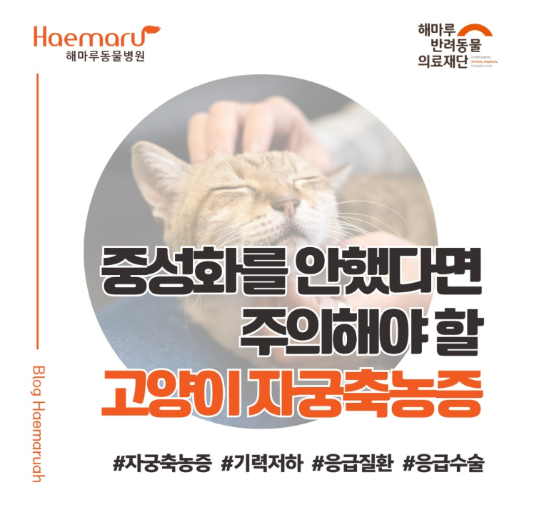 고양이 자궁축농증, 중성화하지 않은 반려묘에게 생길 수 있는 위험한 질환 썸네일