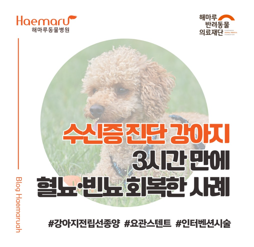 진료케이스 이미지