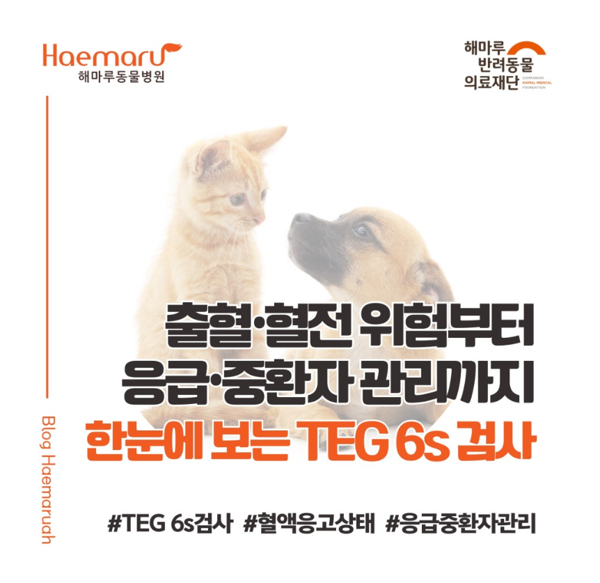 반려동물 혈액응고 상태, 한눈에 확인하는 TEG 6s 검사 - 수술·출혈·혈전 위험부터 응급·중환자 관리까지 썸네일
