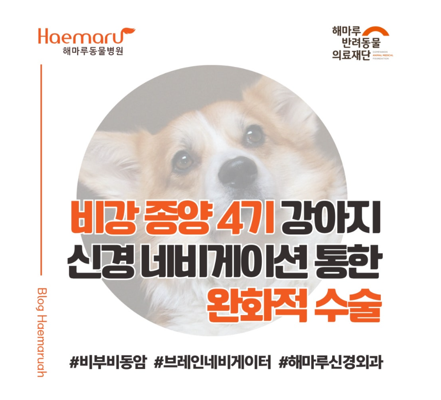 진료케이스 이미지