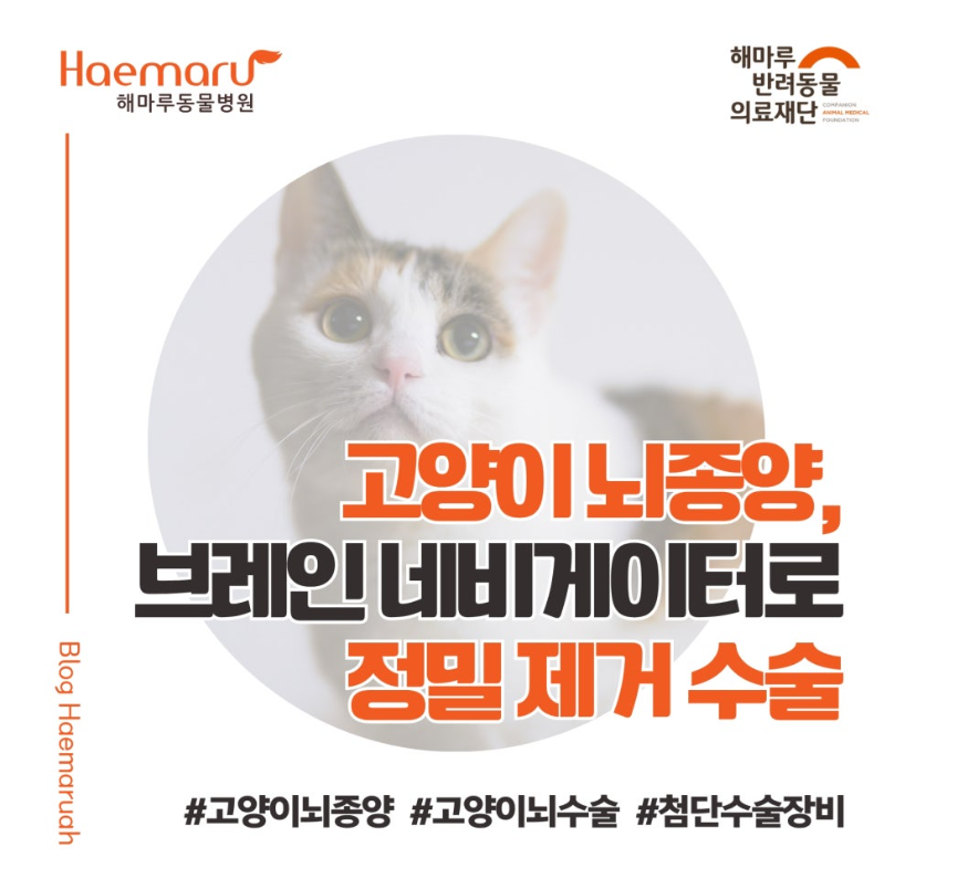 진료케이스 이미지