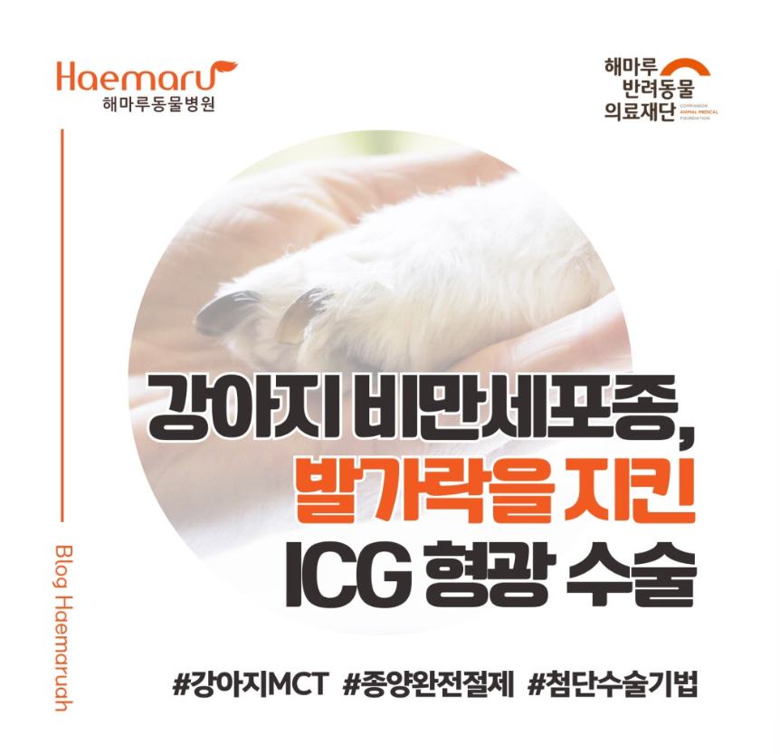 진료케이스 이미지