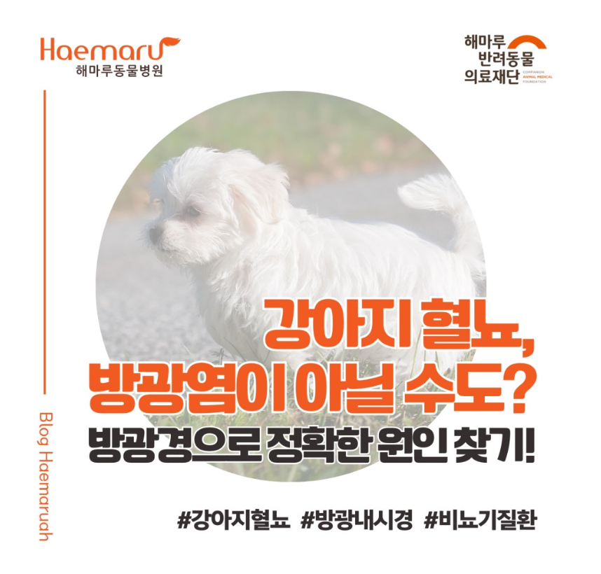 진료케이스 이미지